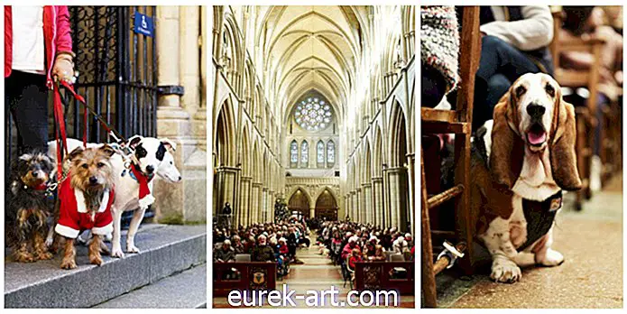 barn og kjæledyr - Ta en titt inne i den engelske bygdekatedralens julegudstjeneste for kjæledyr