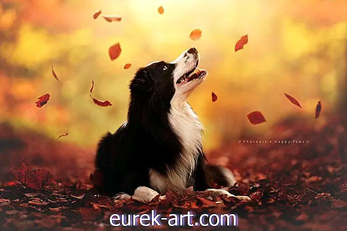 어린이 및 애완 동물 - 이 사진 작가는 가을을 즐기는 강아지의 가장 놀라운 사진을 찍습니다