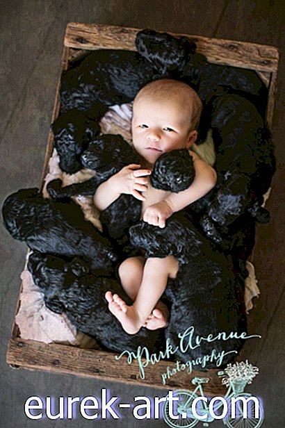 kanak-kanak & haiwan peliharaan - Wanita dan Anjingnya Memberi Kelahiran kepada Bayi yang Adorable pada Hari yang sama