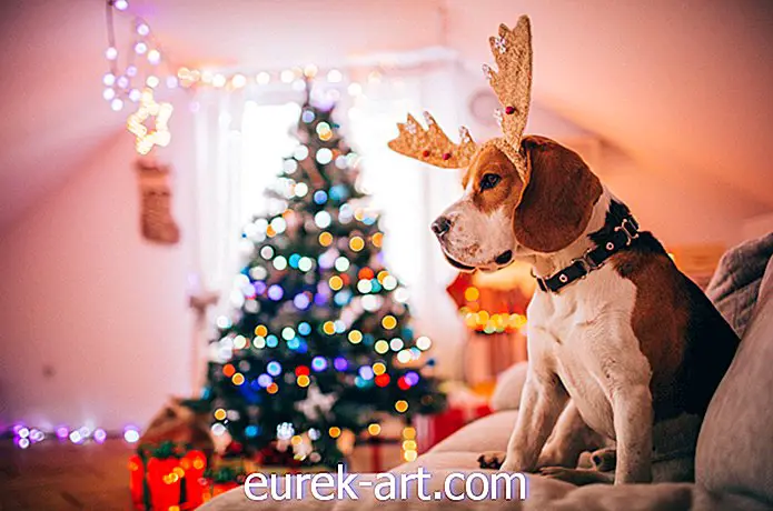 22 schattige puppy's die net zo enthousiast zijn voor Kerstmis als jij