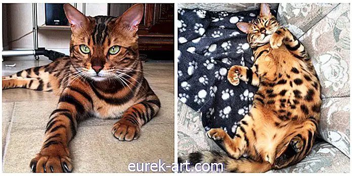 deti a domáce zvieratá - Toto je oficiálne najkrajšia bengálska mačka, ktorá kedy prežila