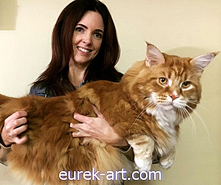 vaikai ir naminiai gyvūnai - Šis milžiniškas Meino meškėnas gali būti ilgiausia katė pasaulyje