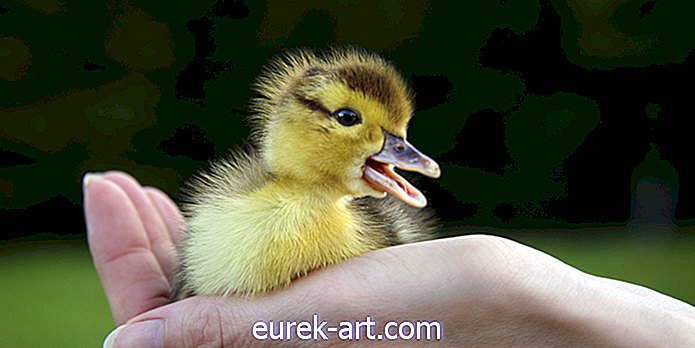 Dessa Baby Ducks räddades av en brandman's Quacking Ringtone