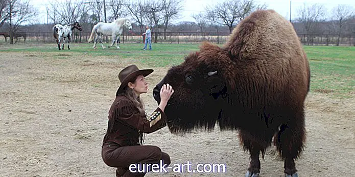 barn & husdjur - Den här kvinnan i Texas har en husutbildad bison för ett husdjur