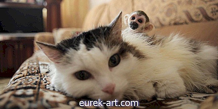 Denna katt adopterade en baby ekorre apa som övergavs av sin mor