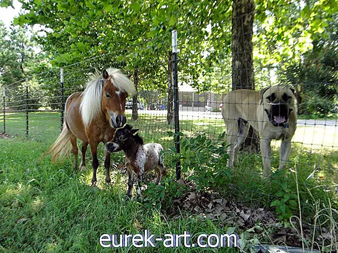 बच्चे और पालतू जानवर - यह आराध्य बच्चा सबसे नन्हा थेरेपी घोड़ा है जो आपने कभी देखा है