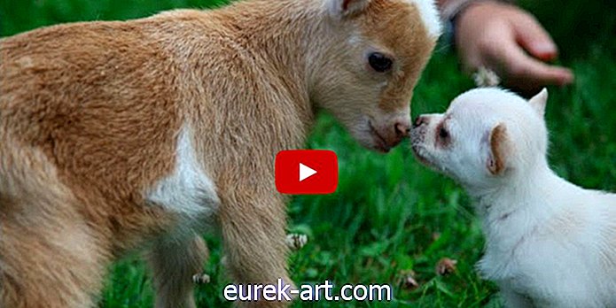 børn & kæledyr - Denne Chihuahua-hvalp, der synes, at hun er en ged er morsomt yndig
