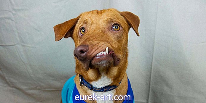 Tento sladký pes byl opuštěn kvůli jeho deformované tváři