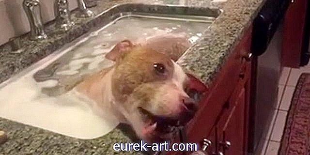 Denna söta video av en räddad Pit Bull som tar ett bad kommer att smälta ditt hjärta