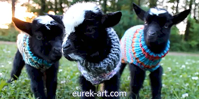 Những chú dê con trong những chiếc áo len nhỏ xíu vừa làm cho ngày của chúng ta