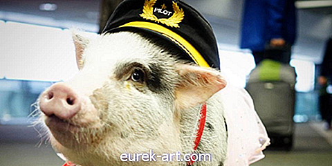 bambini e animali domestici - Questo maiale di terapia ha appena ottenuto un lavoro all'aeroporto dell'OFS