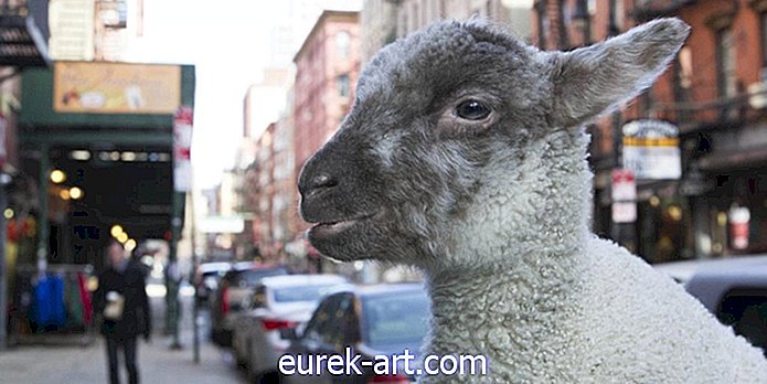 gyerekek és háziállatok - Találkozzon a kis árva bárányval, amely így készül a nagyvárosban