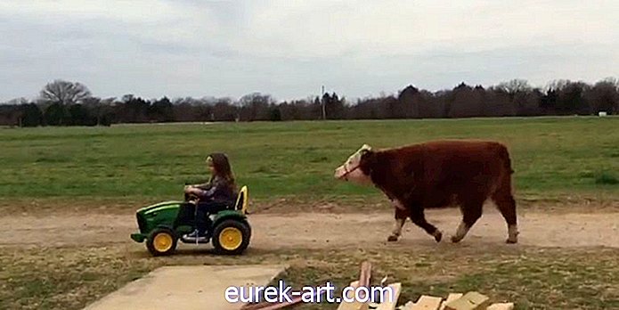børn & kæledyr - Vi kan ikke stoppe med at se denne lille pige i en legetøjstraktor, der fører en ko rundt