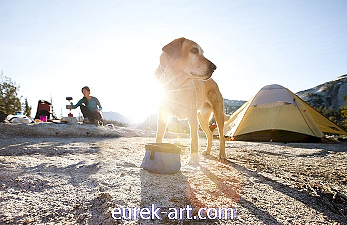 Camping med hundar?  Här är våra 20 bästa tips och tricks