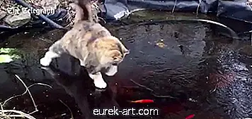 Tämä video kissanpennusta, joka yrittää kiinni kalan jään alla, on kaikkien aikojen pienin asia