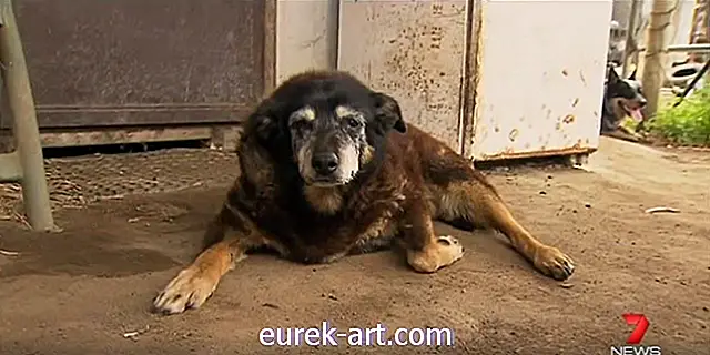 børn & kæledyr - I triste nyheder er verdens ældste hund død