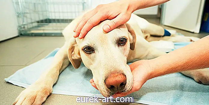 παιδιά και κατοικίδια ζώα - Δύο σκυλιά είχαν υποστεί ευθανασία στο Ουισκόνσιν μετά τη σύναψη της μοιρολατρικής ασθένειας «Στρουπικό ζωολογικό κήπο»