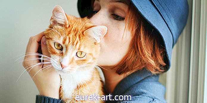 діти та домашні тварини - Притискання і цілування кошенят може зробити вас серйозно хворими
