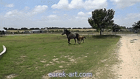 діти та домашні тварини - Подивіться на милий момент, коли ця кобила навчає свого раку, як стрибати