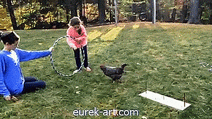děti a domácí zvířata - Nemůžeme přestat sledovat toto veselé video kuře, které dokončuje překážkovou dráhu