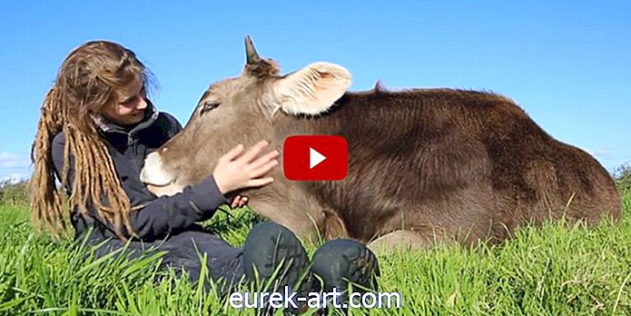 crianças e animais de estimação - Assista a este doce abraço de touro com o salvador que está lhe dando uma vida melhor