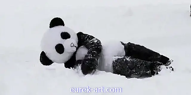 Toto video muže v obleku Panda Frolicking ve sněhu bude vaše pondělí