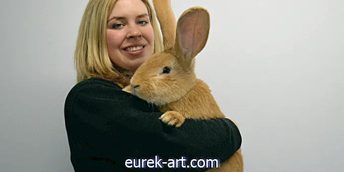 Kinder & Haustiere - Dieses entzückende riesige Kaninchen benötigt ein neues für immer Haus