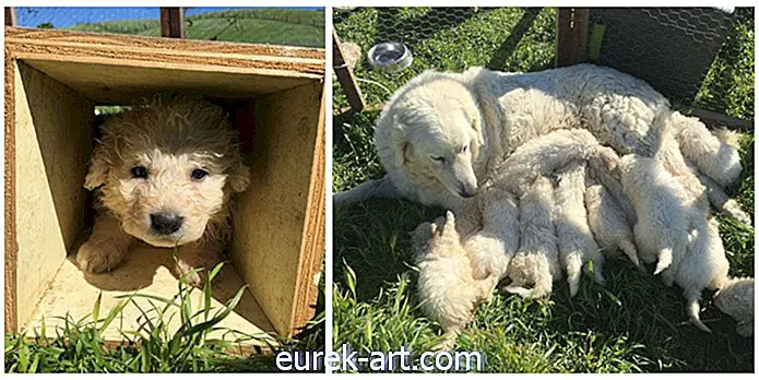Awww!  Tämä Napan lammaskoira synnytti äskettäin 17 pentua