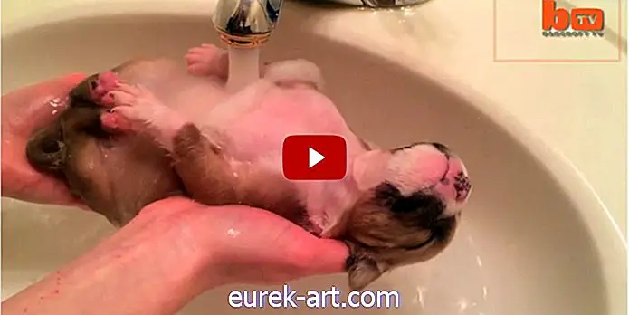 그의 목욕 중 편안한 휴식을 취하는 구출 된 강아지의 비디오는 너무 귀여워서 아파요.