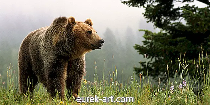 Folk tar så mange selfier med bjørner, en villdyrpark måtte slå seg av