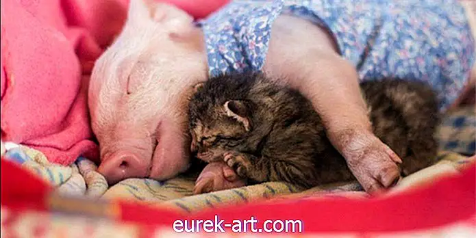 anak-anak & hewan peliharaan - Anak Babi dan Kucing yang Terselamatkan Ini Tidak Terpisahkan Sejak Hari Mereka Bertemu