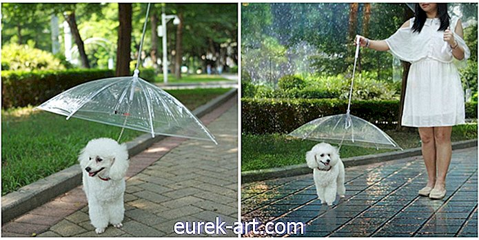 lapsed ja lemmikloomad - See "Dogbrella" on kõige säravam asi, mida täna näete