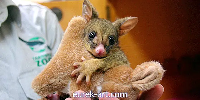 Šis geriausias „Našlaičių kūdikio“ pomiškio draugas yra įdarytas žaislinis kengūra