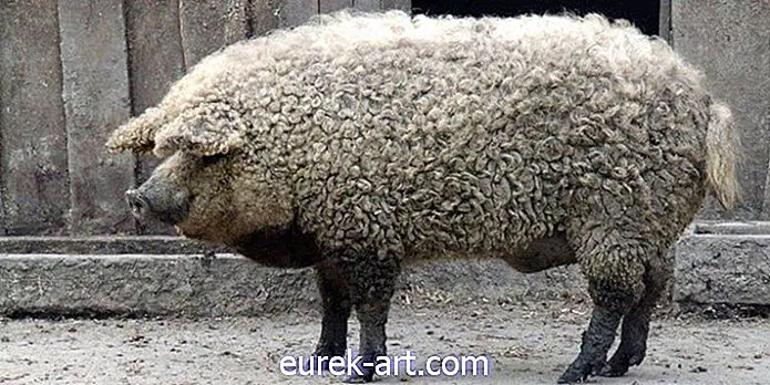 enfants et animaux domestiques - Ces porcs flous qui ressemblent à des moutons sont là pour gagner votre coeur