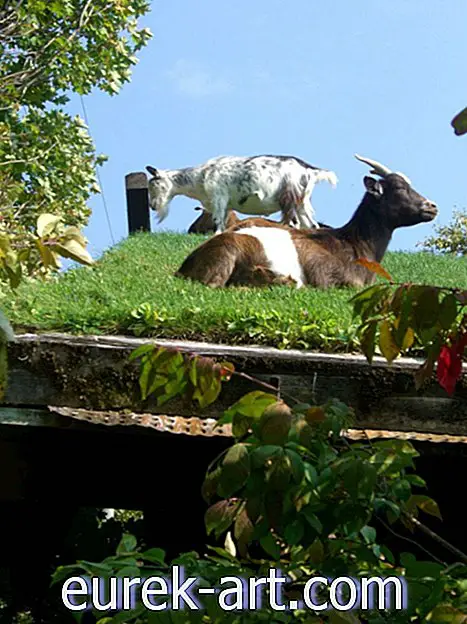 bambini e animali domestici - Scopri perché queste capre sono sul tetto di questo ristorante del Wisconsin