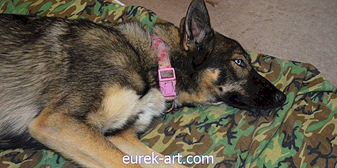 Hải quân vừa giải cứu một con chó đã rơi xuống biển năm tuần trước