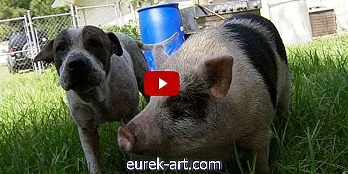 Ovaj izgubljeni pas i njegova svinja BFF ponovno su spojeni sa svojim vlasnikom u najsretnijim krajevima