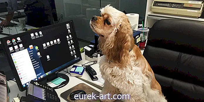 Foto-foto Anjing Menggemaskan ini Bekerja Keras Akan Membuat Hari Anda