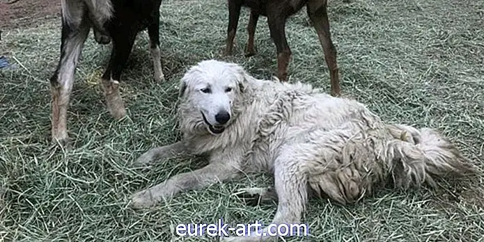 Ovaj je herojski pas ostao iza zaštite dječjih koza tijekom kalifornijskih požara