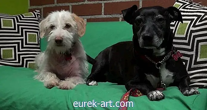 Video Anjing Penyelamatan ini adalah Hal Termanis yang Akan Anda Lihat Sepanjang Hari