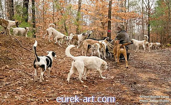 barn & husdjur - Djurräddare räddade 31 hundar som bodde i en Tennessee State Park med hemlös man