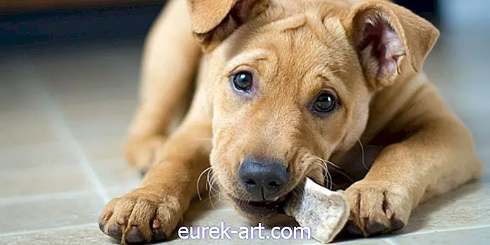 Jangan Beri Rawatan Tulang Anjing Anda Ini Krismas, Kata FDA
