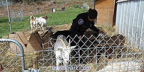 बच्चे और पालतू जानवर - सिएटल के पुलिस अधिकारियों ने कल शहर भर में भगोड़े बकरियों के एक पैकेट का पीछा किया