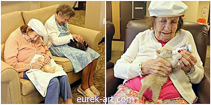 Пацијенти са деменцијом негују напуштене мачиће