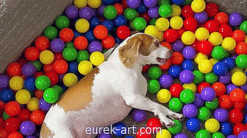 Proprietários deste cão de sorte surpreendeu-o com um poço de bola para seu aniversário