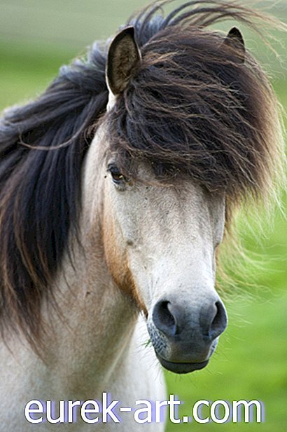 crianças e animais de estimação - 8 cavalos que estão tendo um dia de cabelo melhor que você
