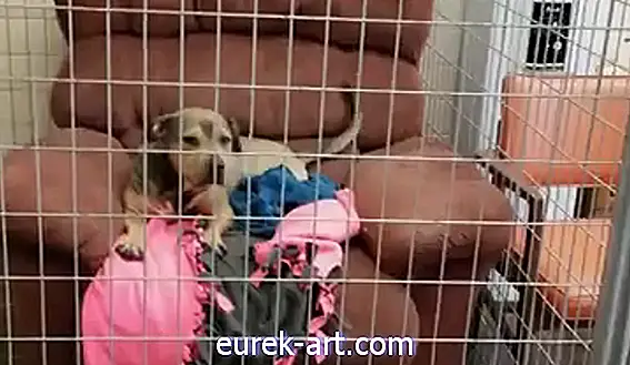 キッズ＆ペット - ホームレスの犬のビデオは肘掛け椅子の寄付の要求の後にウイルスになります