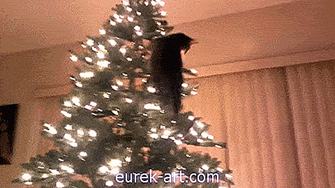 Kijk wat er gebeurt als een nieuwsgierige kat de kerstboom van zijn gezin in handen krijgt