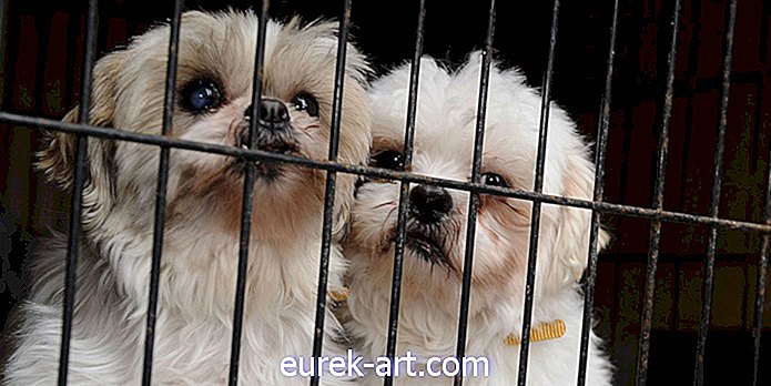California có thể là tiểu bang đầu tiên cấm Ban Puppy Mills