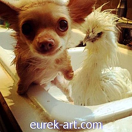 gyerekek és háziállatok - Ez a kétlábú Chihuahua és a csirke a legjobb barátok, és szükségük van a segítségedre